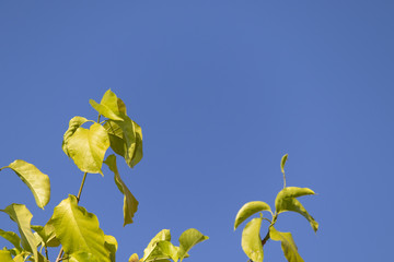 tree and leaf on blue sky background