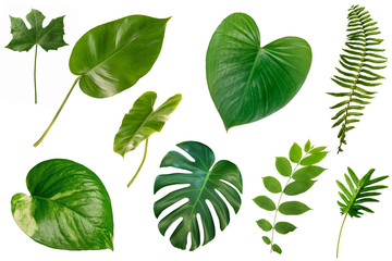 set of Tropical green leaves isolated on white background.