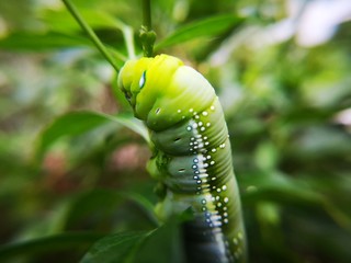 Big green caterpillar or butterfly worm eating leaves, selective focus