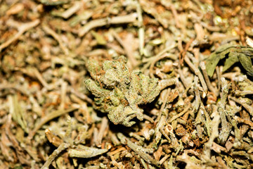Marihuana macro super lemon haze background fifty megapixels prints