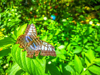 Fototapeta na wymiar Beautiful butterfly at Entopia Butterfly Farm in Penang Malaysia