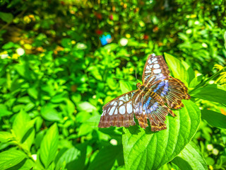 Beautiful butterfly at Entopia Butterfly Farm in Penang Malaysia