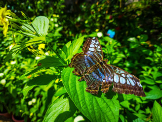 Beautiful butterfly at Entopia Butterfly Farm in Penang Malaysia