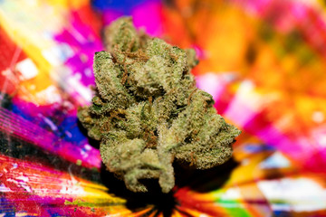 Marihuana in colorful background design macro super lemon haze fifty megapixels prints