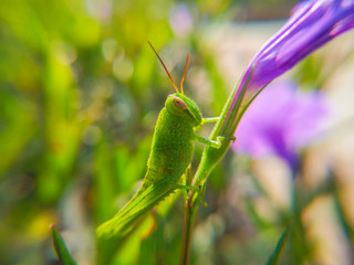 Close up of the Grasshoppers standing on green leaves at the background. Selective focus of the Caelifera on green leaf.