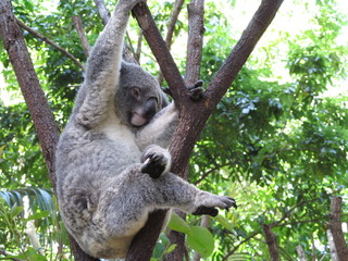 Obraz premium コアラ