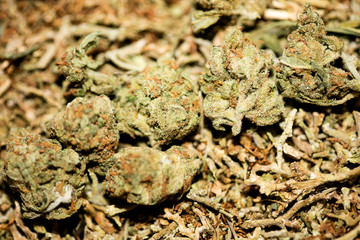 Marihuana macro super lemon haze background fifty megapixels prints