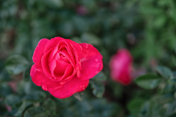 Pink blooming rose flowers in bush in public park