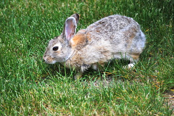 Rabbit in lawn outside.