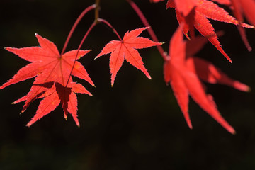 日本の美　秋の紅葉