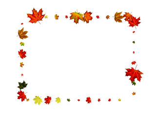 Leaves isolated. Autumn leaf pattern. Season falling leaves background.