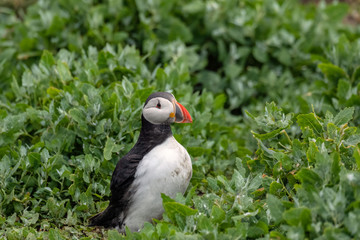 Puffin surrounded by green vegetation.  Image taken in the Farne Islands, United Kingdom.