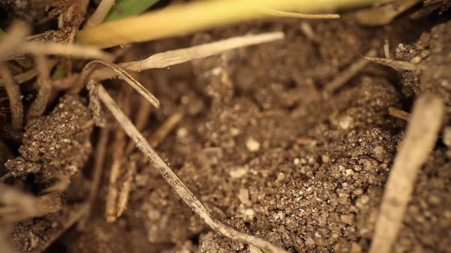Top down view of disturbed fire ant mound - magnified section of grass and dirt, panning down as many of the ants are in the background running around.