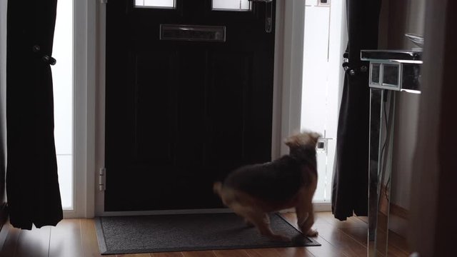 Crazy dog at door when mailman arrives