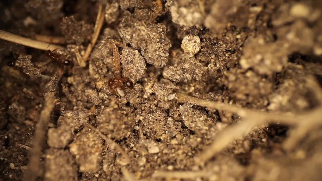 Top down view of disturbed fire ant mound - ants digging in broken dirt, small unnoticed white shelled bug burrows into dirt. Ant on left side hoists huge piece of dirt.