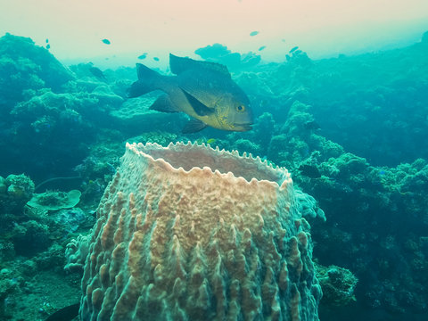 midnight snapper and barrel sponge at the wreck of the liberty in tulamben, bali