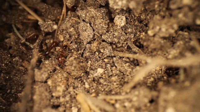 Top down view of disturbed fire ant mound - many ants digging in the dirt. One ant finds white shelled bug and tries to remove it. Panning up to show many other ants burrowing in the dirt.