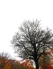 Branch Tree silhouette on white background