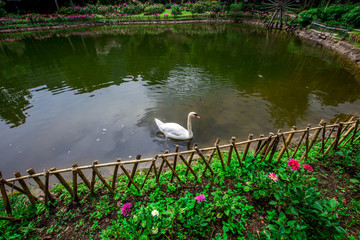 Landmark tourist attractions in Chiang Mai,Thailand(Royal Agricultural Station Inthanon),beautiful garden decoration, with a variety of flowers,for tourists to take picture according to the tourist