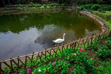 The natural background of the decoration of the park or the ornamental garden, the atmosphere is surrounded by many plants, for people to sit and relax while traveling.  B