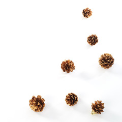 Pine cone on white background