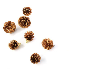 Pine cone on white background