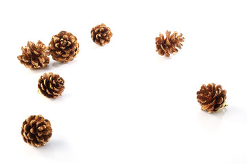 Pine cone on white background