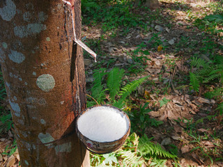 Rubber tree and bowl filled with latex. Natural rubber latex extracted from tree and collected in a...