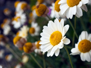 Close up of white daisies
