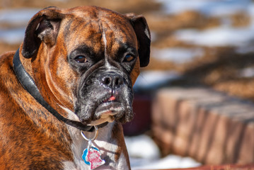 Pedigreed Boxer laying in the back yard in autumn.