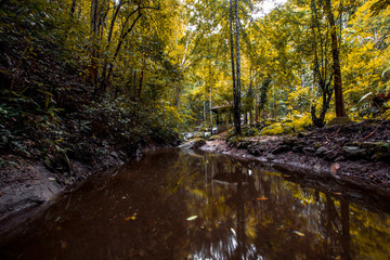 The abstract background of forest blurred nature, autumn colors, ecological beauty and environmental conservation