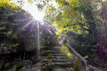 Obraz premium The abstract background of forest blurred nature, autumn colors, ecological beauty and environmental conservation