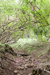 花びら散る山道