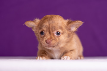 Fototapeta na wymiar Chihuahua puppy on purple background. Nice portrait.