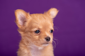 Chihuahua puppy on purple background. Nice portrait.
