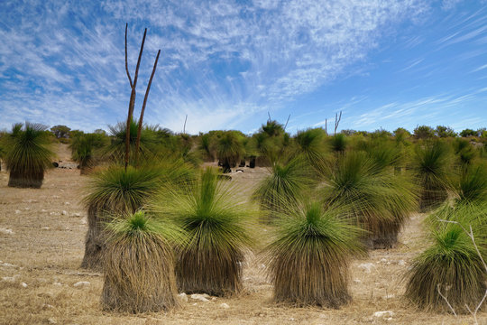 Blackboy Trees In Western Australia