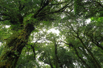 sunlight throught green moss on nature tree of greenery rainforest jungle