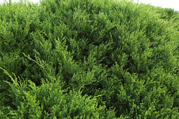 green pine tree in nature