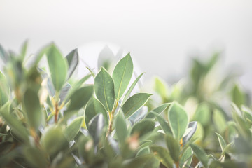 Background view of green leaves Close-up, with blurring of the wind, seen in public gardens or garden decorations
