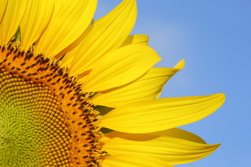 beautiful sunflower blossom blooming in the morning day of springtime