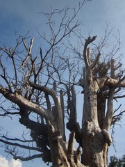 Old tree on blue sky