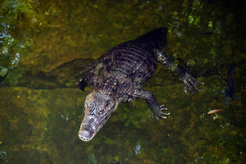 Alone Caiman ( Alligatoridae ) relax sleeping in the pond.