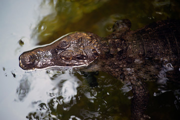 Alone Caiman ( Alligatoridae ) relax sleeping in the pond.