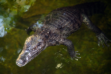 Alone Caiman ( Alligatoridae ) relax sleeping in the pond.