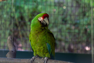 Green Parrot