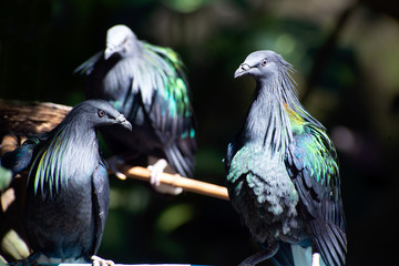 Colorful Nicobar Pigeon strolling down the pavement, side view seen from above, facing right, Thailand..