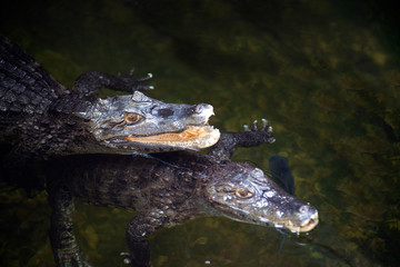Couple Caiman ( Alligatoridae ) relax sleeping in the pond.