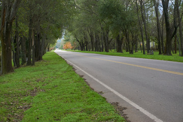 Fototapeta premium rural road with trees and grass and green vegetation