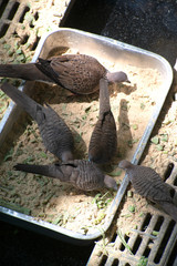 Spotted Necked Dove and Zebra Dove feeding on a tray.