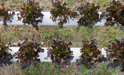 red oak salad in hydroponic farm